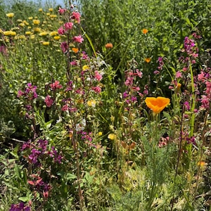 May include: A vibrant field of wildflowers in full bloom. The image showcases a variety of colors, including bright orange California poppies, pink and purple blossoms, and yellow flowers. Green foliage provides a lush backdrop.