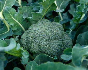 Marathon Elite Broccoli Seeds (1,000): F1 Hybrid Seed, Highly Productive, Ideal for Small Farm Large Garden, Non-GMO, Cold Hardy Vegetable