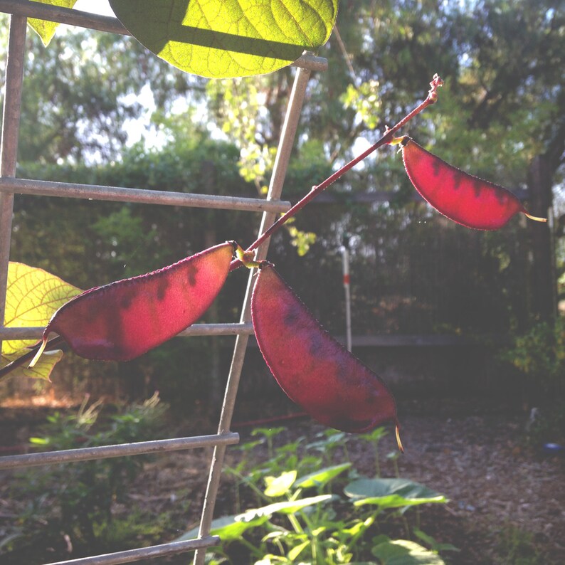 Lablab purpureus Ruby Moon Hyacinth Bean : Non-GMO Heirloom ~12 Open Pollinated Seed Packet Seeds