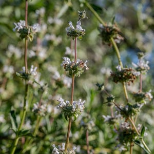 Black Sage Salvia Seeds for Planting: Southern California native plant, coastal sage scrub, chaparral, not wildcrafted, certified organic
