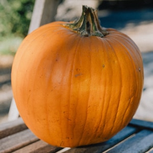 May include: A large, orange pumpkin with a slightly green stem. The pumpkin has a smooth, slightly textured surface.