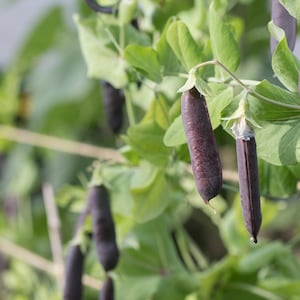 Royal Sugar Snap Pea II Seeds: Heirloom Seed Packet, Produces Gorgeous Edible Purple Pods, Fresh Eating Winter Spring Vegetable, Sweet, Snow