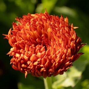 Neon Calendula Flower Seeds for Planting: Pot Marigold, Seed Packet / Bulk, Organic Medicinal Herb Garden Orange Blossoms for Salves or Oils image 3