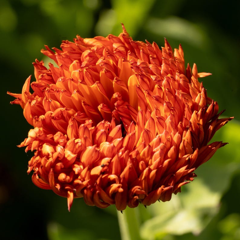 Neon Calendula Flower Seeds for Planting: Pot Marigold, Seed Packet / Bulk, Organic Medicinal Herb Garden Orange Blossoms for Salves or Oils image 3
