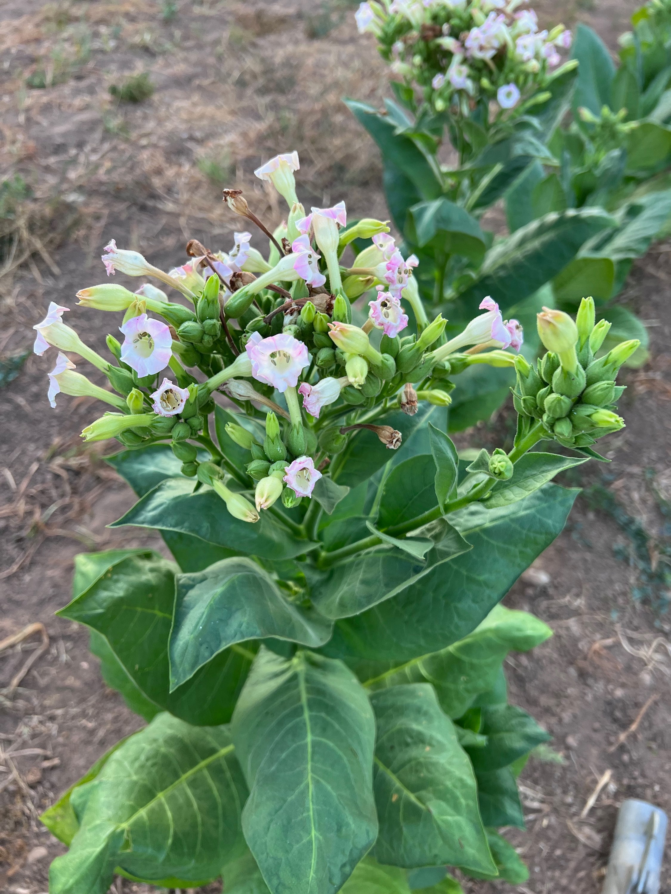 false tobacco plant Tobacco, Virginia (Nicotiana tobacum) Tree tobacco (Nicotiana glauca) really