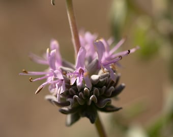 Purple Sage (Salvia leucophylla) Seeds: San Luis Purple Gray Sage, Shrub, Aromatic Leaves, Southern California California Native Plant, Wild