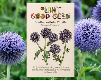 Southern Globe Thistle Echinops Seeds (~50): Certified Organic, Non-GMO, Heirloom, Open Pollinated Seed Packet, Vibrant Wedding Flower