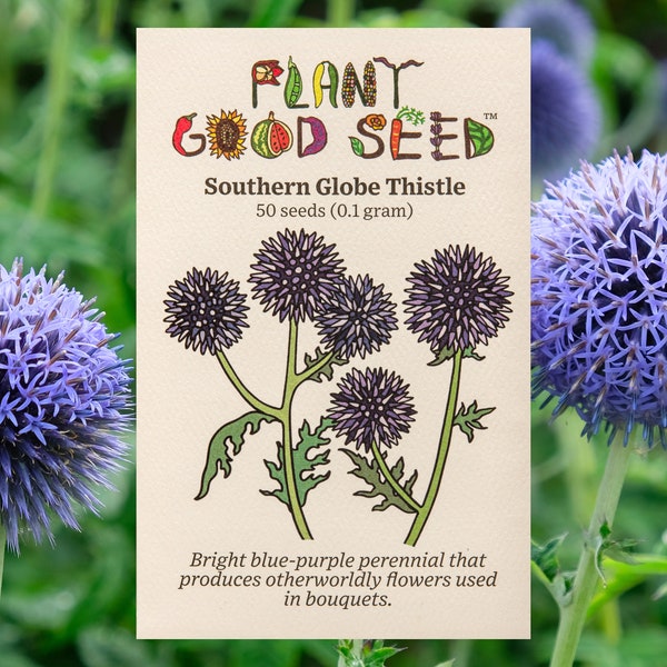 Southern Globe Thistle Echinops Seeds (~50): Certified Organic, Non-GMO, Heirloom, Open Pollinated Seed Packet, Vibrant Wedding Flower