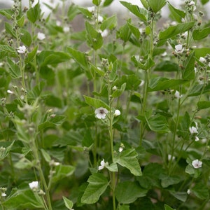 Marshmallow Seeds: Organic, Bulk Sizes, Perennial Herbal Plant, Mallow Flowers Medicinal Roots for Tea, Skincare, Cosmetics, Natural Hair