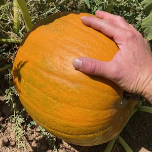 Large Marge Pumpkin Seed Packet: Giant Orange Fruits, Large F1 Hybrid, Untreated Non-GMO (10 seeds), Ornamental or Edible Seeds for Roasting