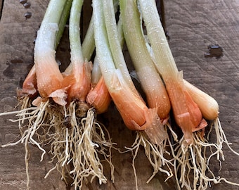 Welsh Onion Seeds for Planting: Bunching Onion Escallion Bulk / 100 Seed Allium fistulosum