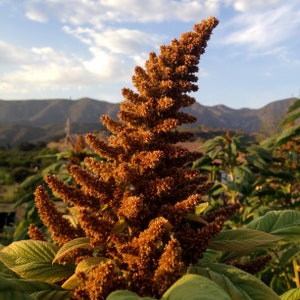 May include: A close-up of a brown amaranth plant with a tall, spiky flower head against a backdrop of mountains and a blue sky.