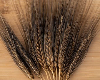 Black Eagle Spring Wheat Seeds for Planting: Ornamental or Garden Grow for Flour, Certified Organic, Non-GMO Heirloom Grain, Packet or Bulk