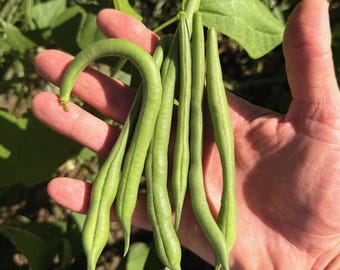 Jade Snap Bean Seeds for Planting: Long, Slender Tendergreen Pods Green White Beans Fresh Eating, Certified Organic Seed Packet Bulk Non-GMO