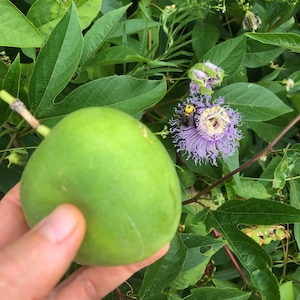 Heirloom Purple Passionflower Seeds | Passiflora Incarnata | Maypop Vine | Edible Green Fruit | Medicinal Tea | Butterfly Host | 20 Seeds
