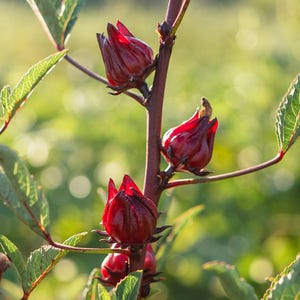Red Hibiscus Seeds: Indian Sorrel, Hibiscus sabdariffa / Thai Red Roselle, Jamaica, Certified Organic, Non-GMO, Grown in the United States
