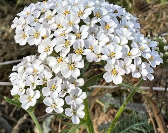 White Yarrow Seeds: Achillea millefolium, California Native Flower Seed, Pollinator Plant Perennial Wildflower, Grow Plants for Tea, Salves