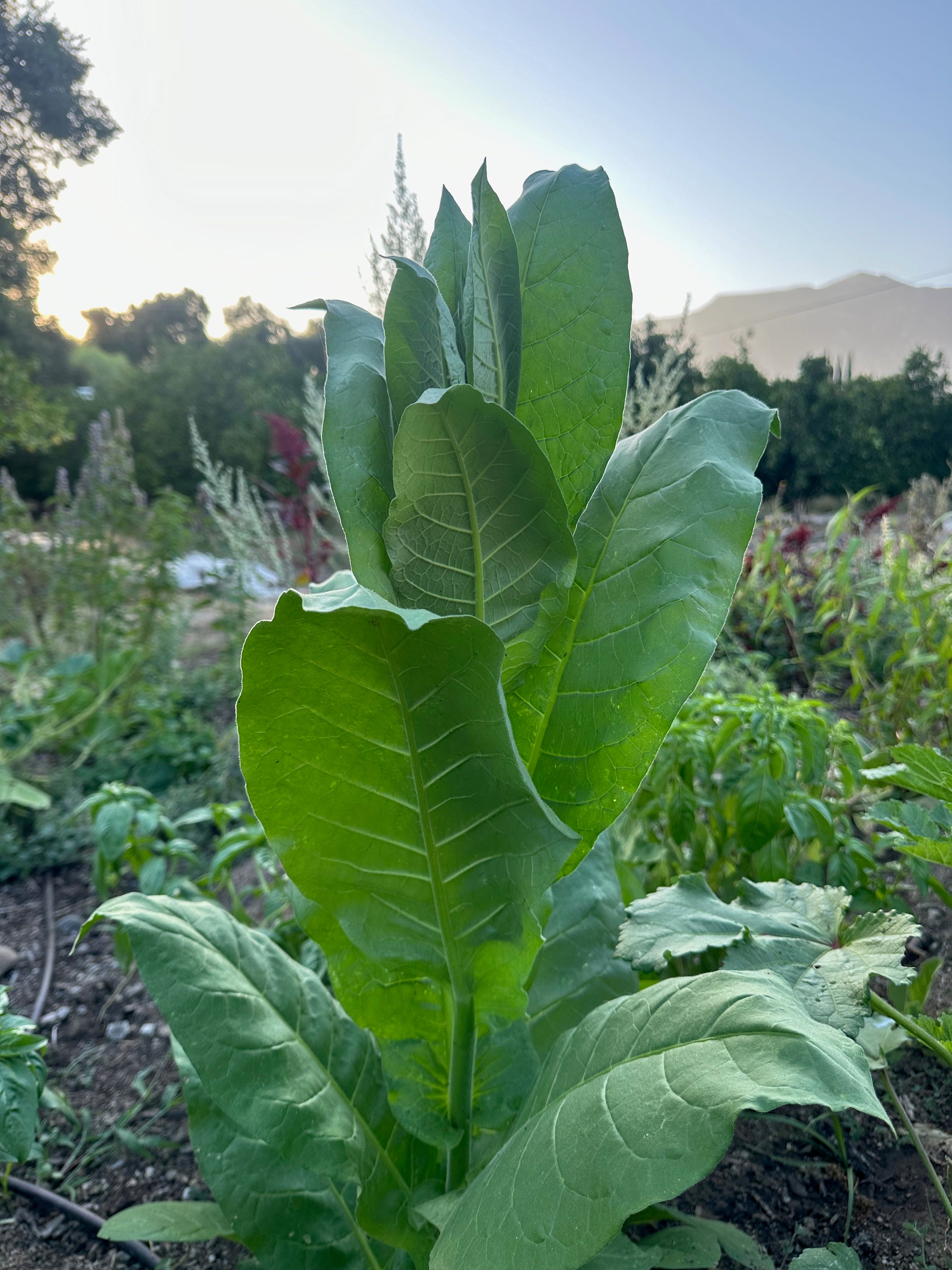 shirazi tobacco Shirazi Tobacco Seeds for Planting: Persian Heirloom, Nicotiana Tabacum  Certified Organic Non-gmo No Chemicals Grow Your Own Medicinal Herbs
