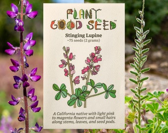 Plant Good Seed "RARE" Stinging Lupine Purple Pink aka Lupin Hairy Lupine Wild Hardy California Flower Seeds Lupinus hirsutissimus Non-GMO