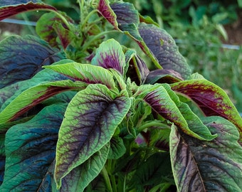 Red Callaloo Amaranth Seeds (~600): Certified Organic, Non-GMO, Heirloom Seed Packet, Salad Garden, Vegetable Seeds, Gardener Gift