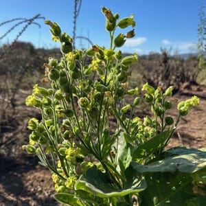 Rustica Tobacco Seeds for Planting: Heirloom Nicotiana, Yellow Wildflower, 100 seed packet Certified Organic Variety Non-GMO Flowers to Grow