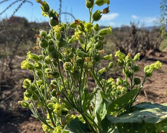 madole tobacco seeds Madole Tobacco Seeds for Planting - ~1,500 Non-gmo Heirloom Tobacco Seeds -  Nicotiana Tabacum