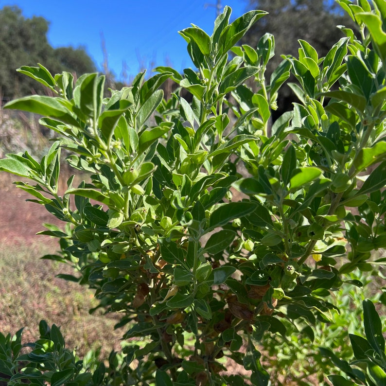 Puede incluir: Primer plano de una planta verde de hojas con peque&ntilde;os frutos redondos verdes. La planta est&aacute; creciendo en un entorno exterior soleado.