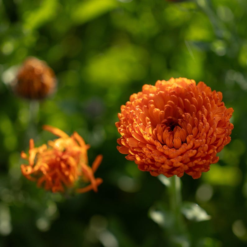 Neon Calendula Flower Seeds for Planting: Pot Marigold, Seed Packet / Bulk, Organic Medicinal Herb Garden Orange Blossoms for Salves or Oils image 4
