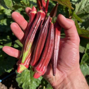 Jing Orange Okra Seeds for Planting: Heirloom, 40 Seed Packet, Bulk Size, Asian Heirloom, Chinese Vegetable Thick Walled, Red Edible Fruits