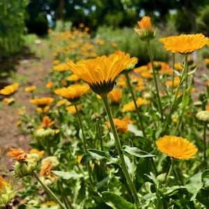 Resina Calendula Flower Seeds for Planting: 60 Seed Packet, Organic, Yellow Blossoms, Medicinal Herb