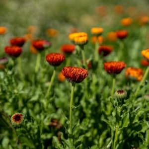 Neon Calendula Flower Seeds for Planting: Pot Marigold, Seed Packet / Bulk, Organic Medicinal Herb Garden Orange Blossoms for Salves or Oils image 1