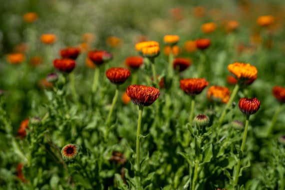 Neon Calendula Flower Seeds for Planting: Pot Marigold, Seed Packet / Bulk, Organic Medicinal Herb Garden Orange Blossoms for Salves or Oils