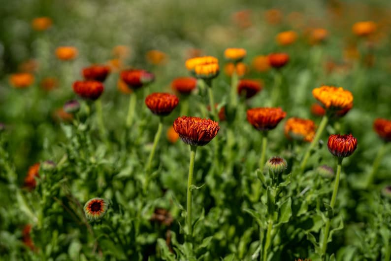 Neon Calendula Flower Seeds for Planting: Pot Marigold, Seed Packet / Bulk, Organic Medicinal Herb Garden Orange Blossoms for Salves or Oils image 1