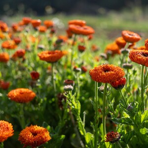 Neon Calendula Flower Seeds for Planting: Pot Marigold, Seed Packet / Bulk, Organic Medicinal Herb Garden Orange Blossoms for Salves or Oils image 10