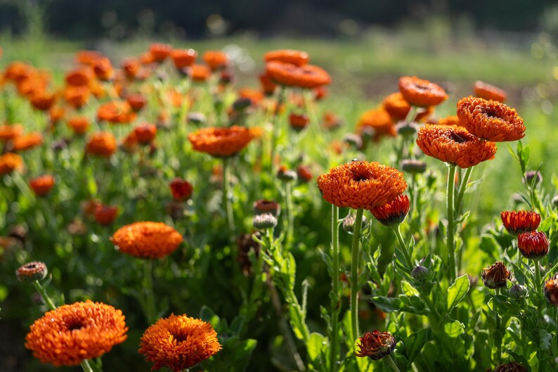Neon Calendula Flower Seeds for Planting: Pot Marigold, Seed Packet / Bulk, Organic Medicinal Herb Garden Orange Blossoms for Salves or Oils image 10