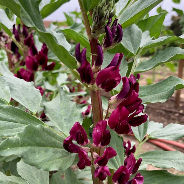 Crimson Flowered Fava Beans, Certified Organic Heirloom Seeds Rare Fava Seeds Grown in USA Cover Crop Make Beaded Bracelets Beaded Necklaces