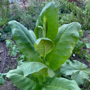Shirazi Tobacco Seeds for Planting: Persian Heirloom, Nicotiana tabacum Certified Organic Non-GMO No Chemicals Grow Your Own Medicinal Herbs