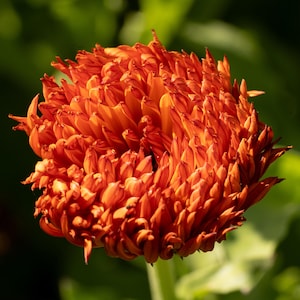 Neon Calendula Seeds: Pot Marigold, Medicinal Herb Calendula Orange Flowers Unique Pattern Grow for Salves Extracts, Hair Oil, Dried Flowers