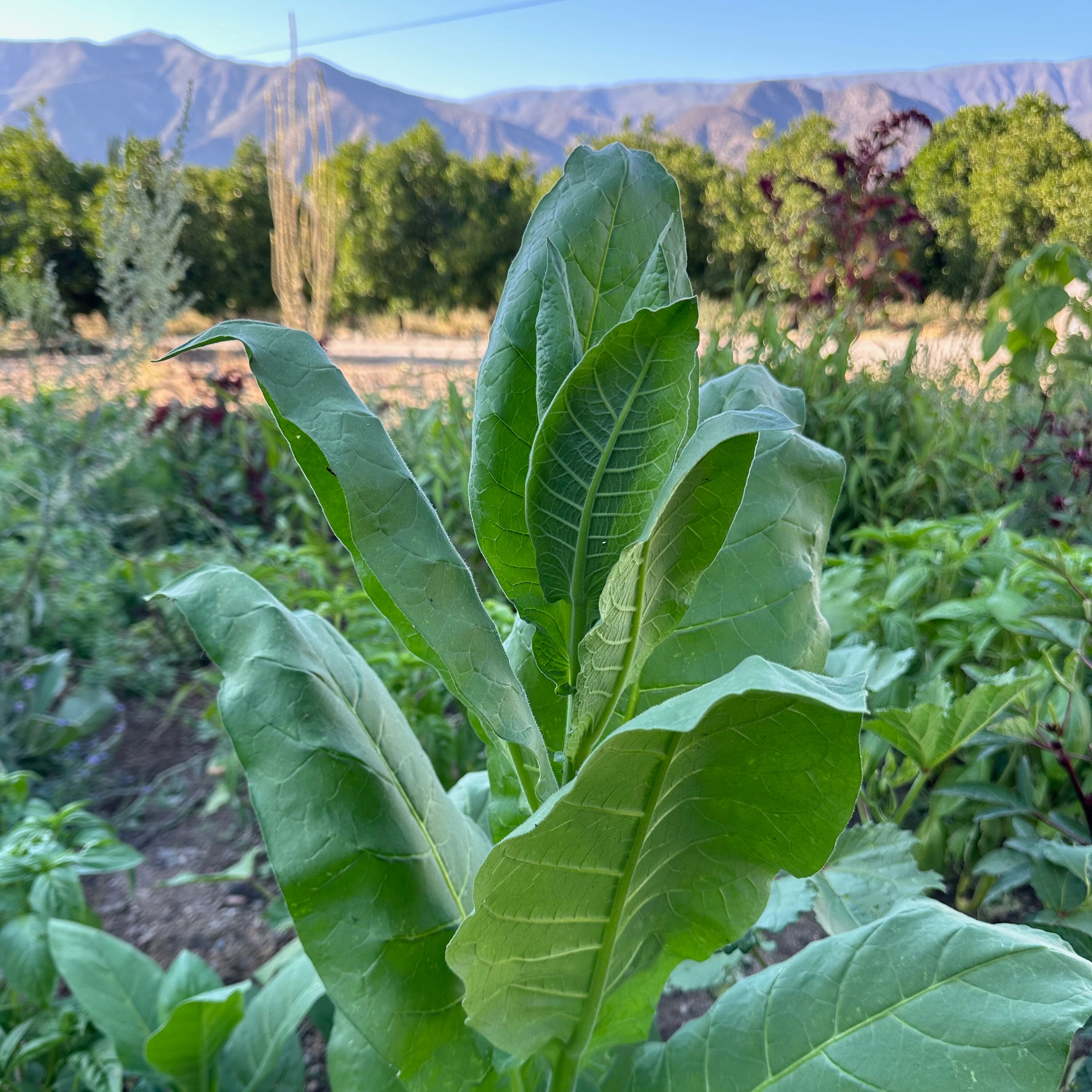 tobacco indigenous indigenous use of tobacco A brief overview of Indigenous Smoking Practices   International Connections
