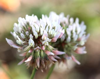 White Clover Seeds Trifolium repens Low Growing Cover Crop Produces A Trample Proof Ground Cover to Suppress Weeds Organic Mowable BULK SIZE