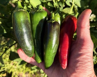 Può includere: Quattro peperoncini jalapeño freschi tenuti nel palmo di una mano. Tre dei peperoncini sono di un colore verde scuro lucido, mentre il quarto peperoncino sulla destra è di un rosso vibrante e solido. Ogni peperoncino ha una pelle liscia.