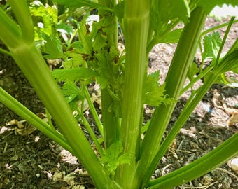 Tango Celery Seeds for Planting: Bulk size Non-GMO, Heirloom, Open Pollinated Seed Packet, Gift for Gardener, Grow Your Own, Vegetable