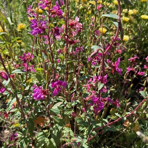 Southern California Native Wildflower Seeds for Planting: 30,000 Bulk Seed Packet Mix of Cool Season Flowers Lupine Poppy Fall Spring Meadow image 6