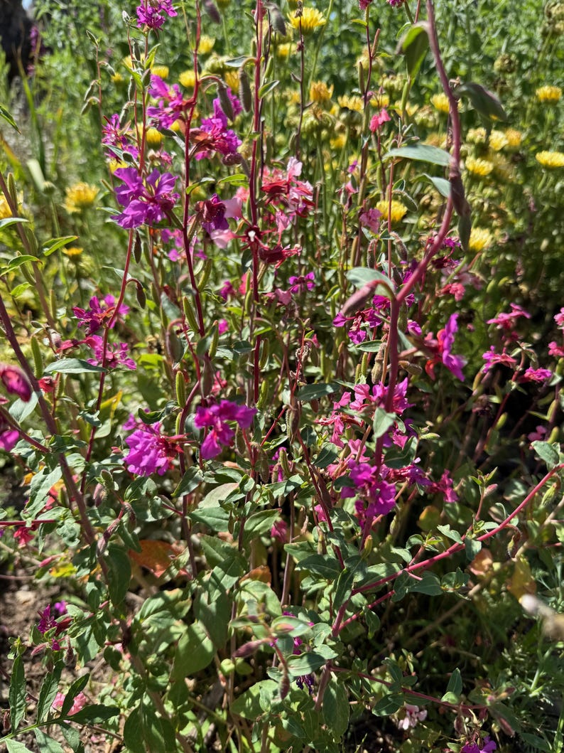 Southern California Native Wildflower Seeds for Planting: 30,000 Bulk Seed Packet Mix of Cool Season Flowers Lupine Poppy Fall Spring Meadow image 6