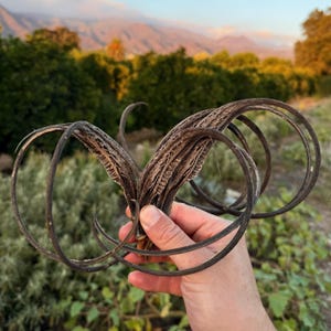 Red Devil's Claw Seeds Doubleclaw Proboscidea parviflora, 20 Count Packet Edible Young Pods White Seeded Basketweaving Plant Long Hooks