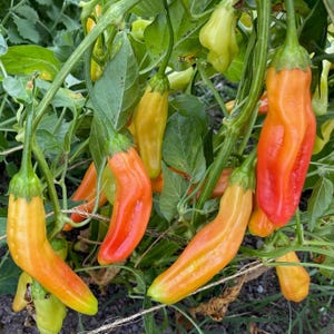 Aji Amarillo Pepper Seeds: Locoto, Spicy Peruvian Heirloom Capsicum baccatum, Ripens Yellow to Orange, For Hot Pepper Chili Paste Lemon Drop