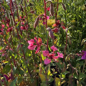 Southern California Native Wildflower Seeds for Planting: 30,000 Bulk Seed Packet Mix of Cool Season Flowers Lupine Poppy Fall Spring Meadow image 2