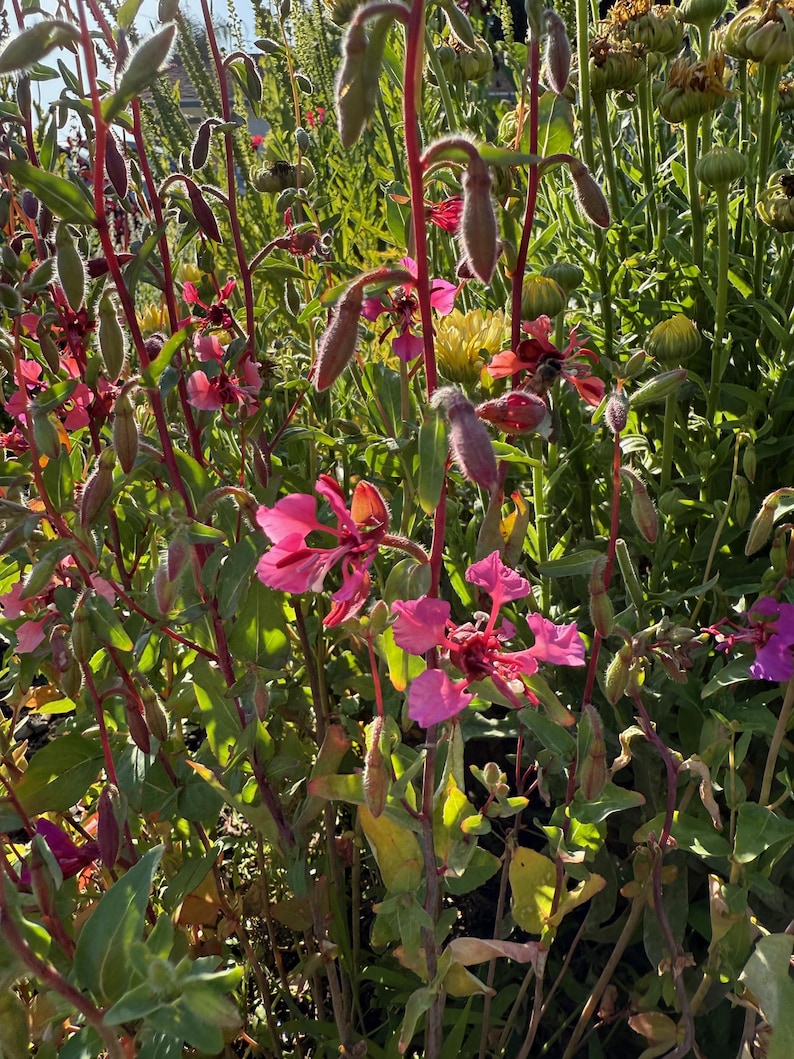 Southern California Native Wildflower Seeds for Planting: 30,000 Bulk Seed Packet Mix of Cool Season Flowers Lupine Poppy Fall Spring Meadow image 2