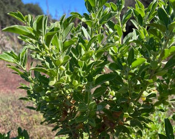 Ashwagandha Seeds: Withania somnifera, Indian Ginseng Winter Cherry Use Roots in Ayurvedic Herbalism Certified Organic 80 Seed Packet / Bulk