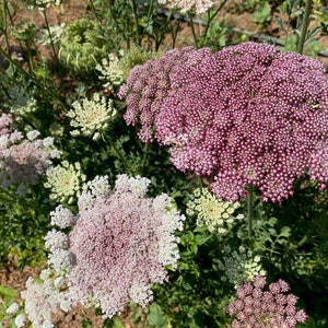 Dara Queen Anne&#39;s Lace Flower Seeds: Pink and Pastel White Carrot Flowers, Long Blooming Wildflower, Drought Tolerant Annual, USDA Organic